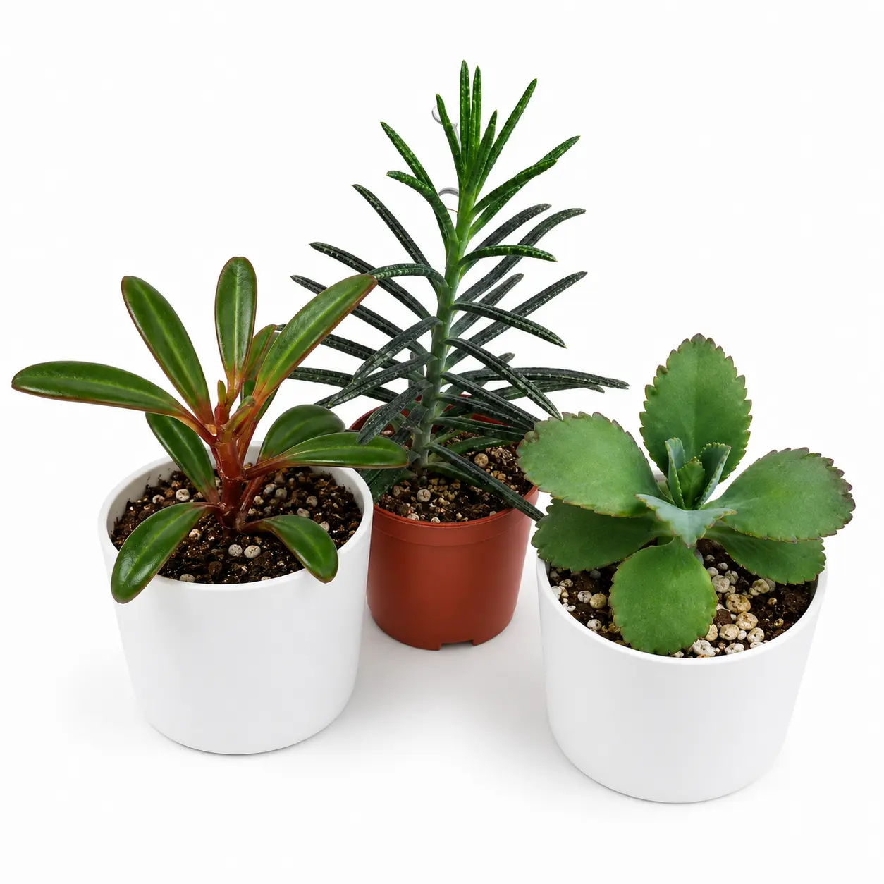 3 Assorted Varieties Succulents + 1 Mystery Plant