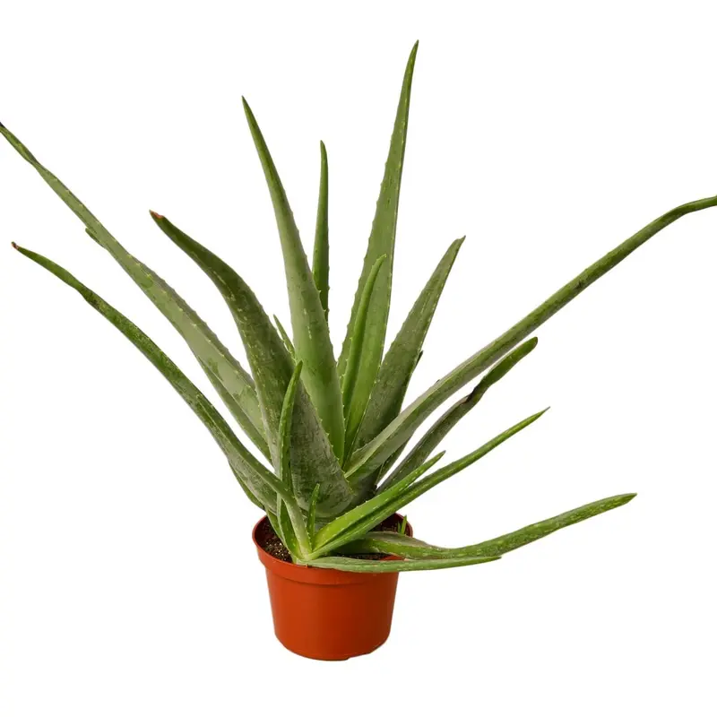 indoor dracaena Dracaena