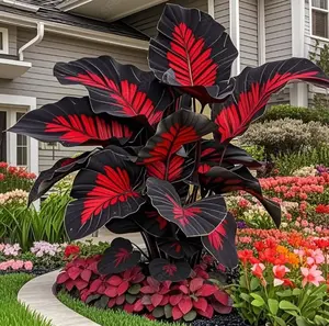 700pcs Unique Red & Black Hosta Seeds – Make Your Garden Stand Out