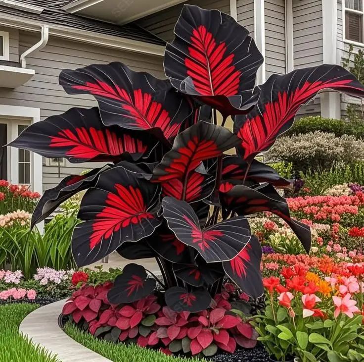 700pcs Unique Red & Black Hosta Seeds – Make Your Garden Stand Out