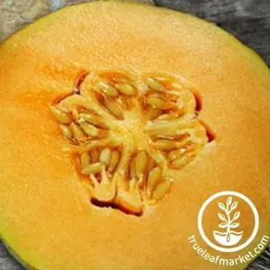Melon Seeds - Cantaloupe - Delicious 51