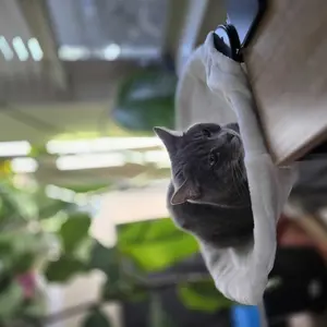 Cat Desk Hammock Bed - Rotating Cat Bed forDesk or Table,Upgraded Clamp with SpongePad, Holds Up to 45LBS, Soft & Sturdy CatNest for indoor Cats