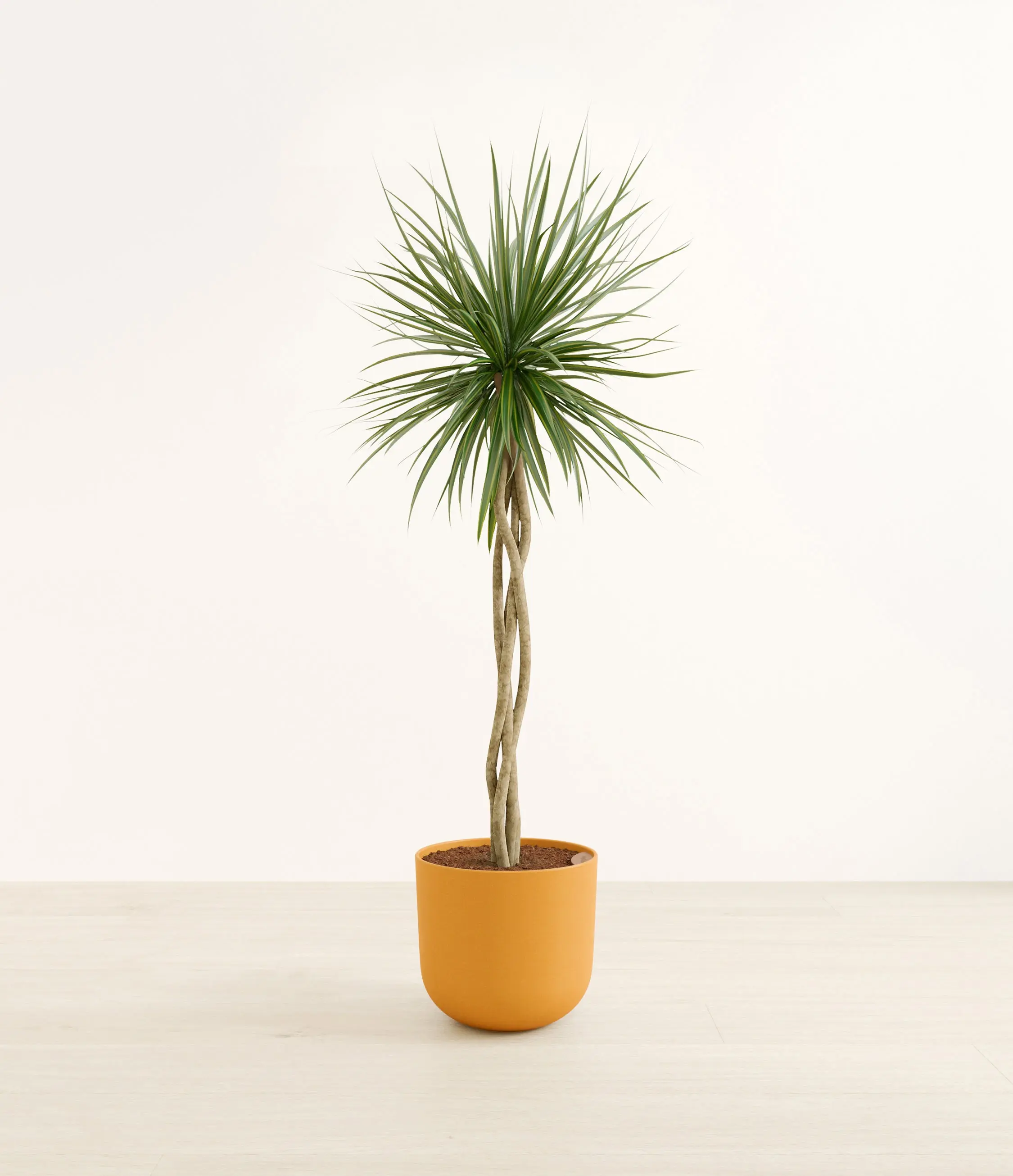 Dragon Tree Open Weave