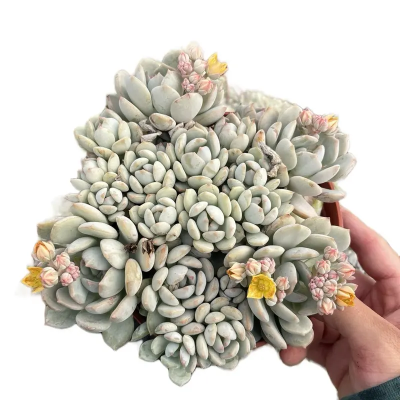 6” Cluster moonglow graptoveria succulent indoor or outdoor sculpture