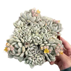 6” Cluster moonglow graptoveria succulent indoor or outdoor sculpture