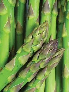 50+ Asparagus Seeds Mary Washington Asparagus (Asparagus officinalis) USA