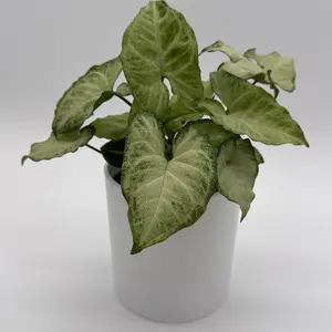 Syngonium White Butterfly 4" pot Rare Collector's Plant - New Arrival Perennial Houseplants Variegated Tropical Bonsai