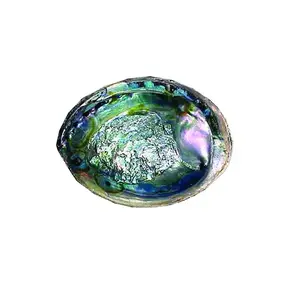 Green Abalone Shell (5-6 in.)