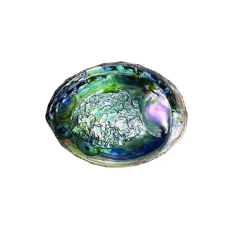 Natural Green Abalone Smudging Shell – Iridescent Re Shell (6-7 in.)