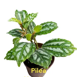 Pilea Aluminum 3 inch pots. i send photos before shipping
