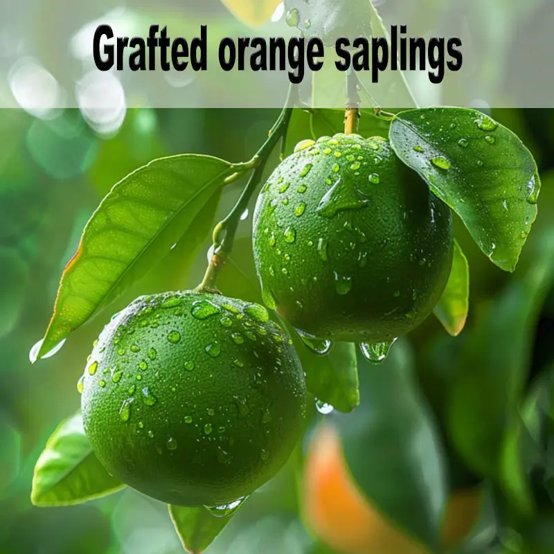 Green Orange Grafted Seedling Easy Grow Citrus Fruit Tree Backyard Patio Plant