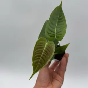 Anthurium Veitchii King Narrow Form 2 Inch Pot starter plant Rare Indoor Plant Unique Accessory for Direct Light & Well Draining Soil Care Houseplants