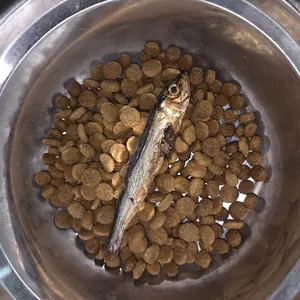 Plato Wild-Caught Baltic Herring Dog Treats | Single-Ingredient Whole Fish | Omega-3 Skin & Coat Support | Air-Dried Grain-Free | Natural High-Protein