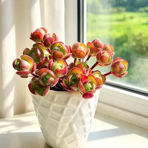 Aeonium Saundersii Pinheads Variegata Live Succulent Cluster 2–2.5 in – Rare Variegated Succulent, Colorful Multi-Head Succulent, Bare Root (No Pot), Easy Care, Indoor Plant, Home & Garden Decor, Plant Lover Gift