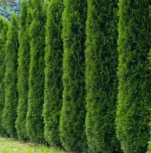 55 Thuja Tree Seeds Golden Oriental Arborviate-Eastern Cedre Seeds White Cedar Arborvitae Hedges, Row Screens Thuja occidentalis