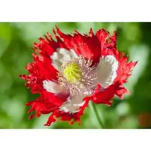Heirloom Organic Danish Flag Poppy Seeds    aka Feathered poppy, Daneborg opium poppy, Fringed Poppie, Breadseed Poppies