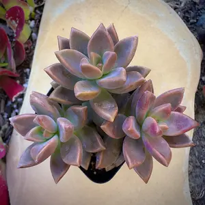 Graptosedum Alpenglow Succulent (2 inch)