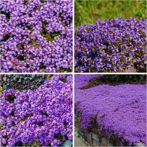 Mixed Thyme seeds 1000 outdoor planted creeping thyme seeds - a perennial flower plant in the backyard of the home garden