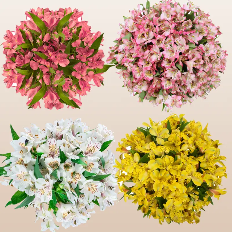 Alstroemeria Spring Mix Bouquet - 8 Bunches with 10 Stems - 20 Coral Pink, 20 Yellow, 20 Purple, 20 White - 23 Inches Stem Length - 10-15 Days Vase Life - Perfect for Events