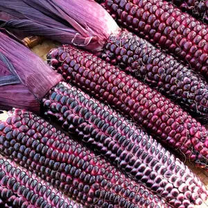 TomorrowSeeds - Double Red Sweet Corn Seeds -  Purple Husk Bloody Butcher Seneca Stalker Ornamental Indian Dent  Untreated Seed for 2024 Season