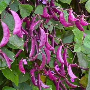 20 Pcs Non-GMO Purple Hyacinth Bean Seeds for Planting - Grow Red Leafed Beans Lablab purpureus Vegetable Seeds Non-GMO