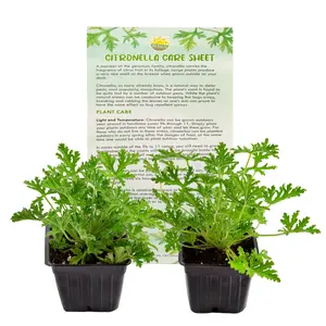 Live Citronella Geranium Plants