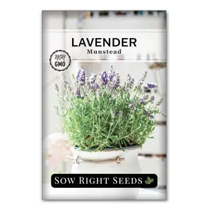 Munstead Strain Lavender Seeds