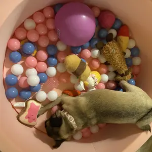 JungleDove Pink Plush Ball Pit for Toddlers with 100 Balls – Cozy Indoor Sensory Play Area, Soft & Fun Play Toy for Boys & Girls Cute