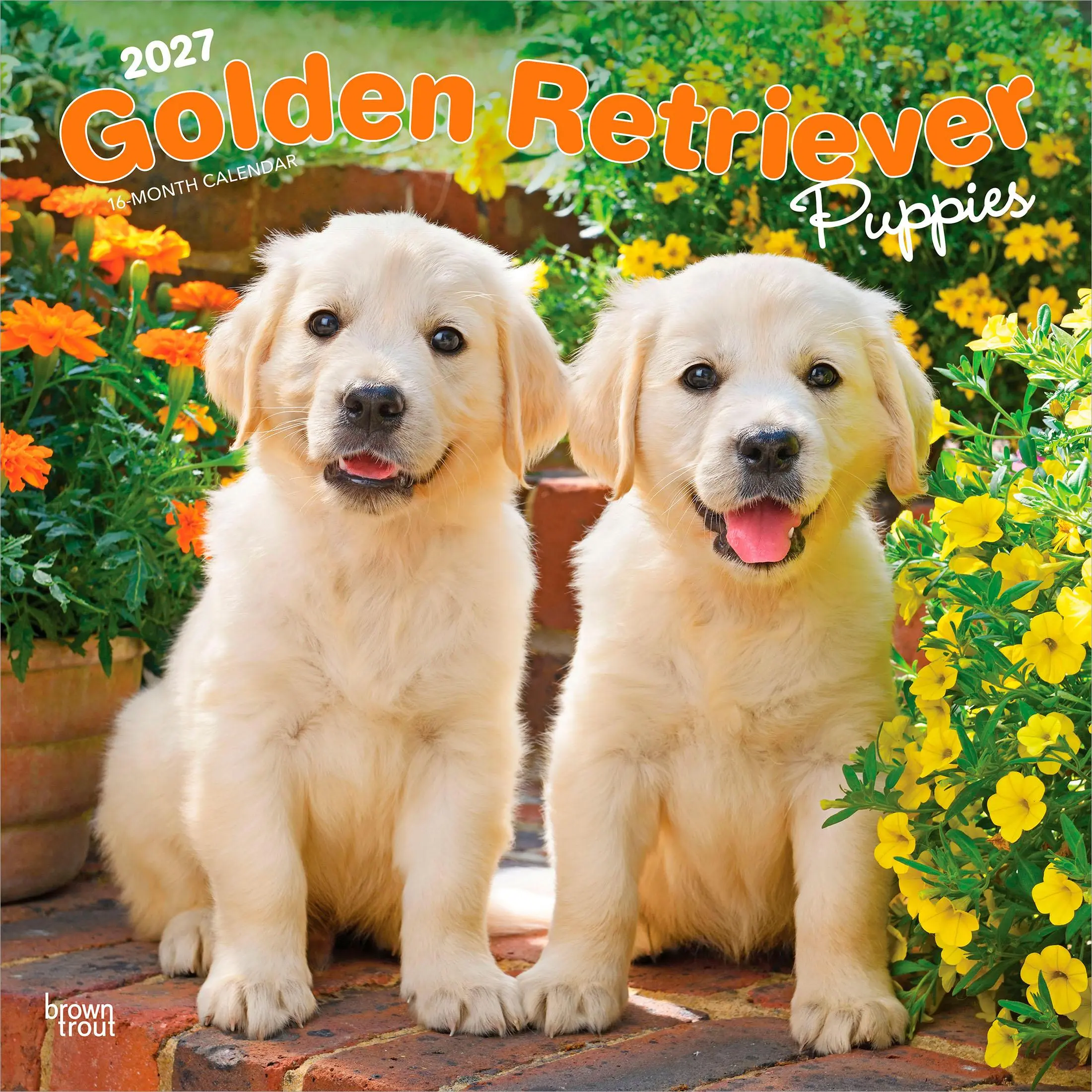 Golden Retriever Puppy 2027 Wall Calendar, 12x24 Inch Hanging Monthly Square, Plastic-Free, BrownTrout Office Stationery