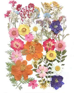 17 Types 48PCS Real Dried Pressed Flowers Leaf Plant Herbarium for DIY Resin Jewelry Making Floral Decors(Colorful)