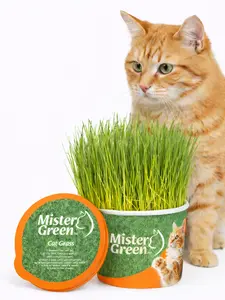 Cat Grass Grow Kit for Cats – Organic Indoor Cat Grass – Supports Digestion & Natural Hairball Control – Non-Toxic Fresh Pet Grass