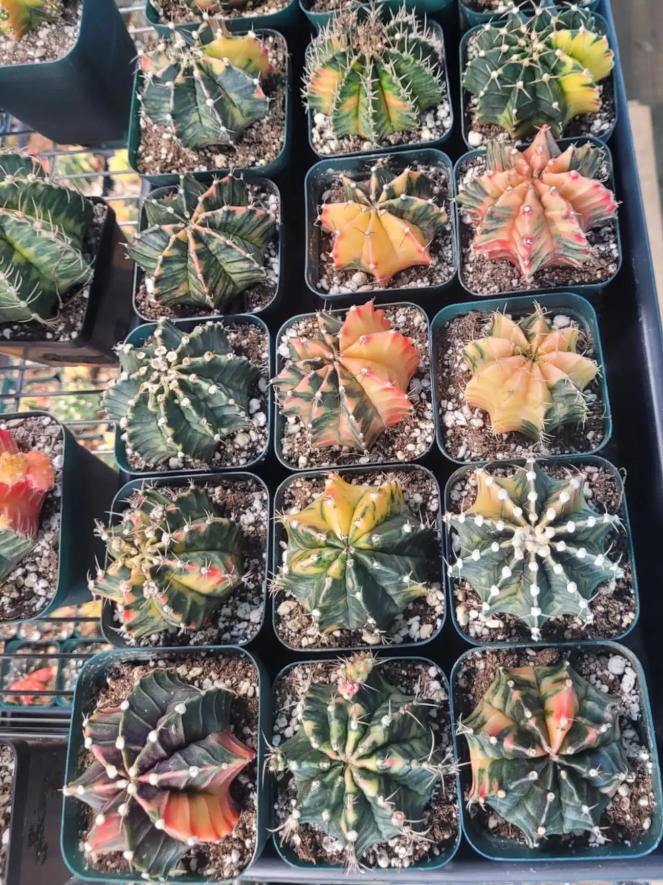 Large Gymno Cactus 3.5" - You Choose It Live! Variegated & Colorful Options Available - Limited Availability - Ships Bare Root from USA - #LivePlantSale #Gymnocalycium #RareCactus #CactusCollectors