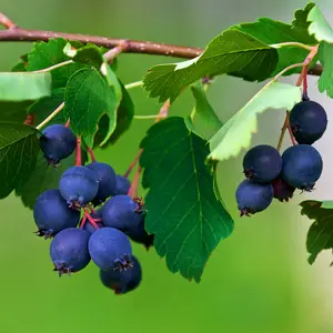 Saskatoon Berry ‘Smokey’ Serviceberry Seeds (Amelanchier alnifolia ‘Smokey’) – Hardy, flavorful berries rich in antioxidants; perfect for cold climates, wildlife gardens, and homesteads.