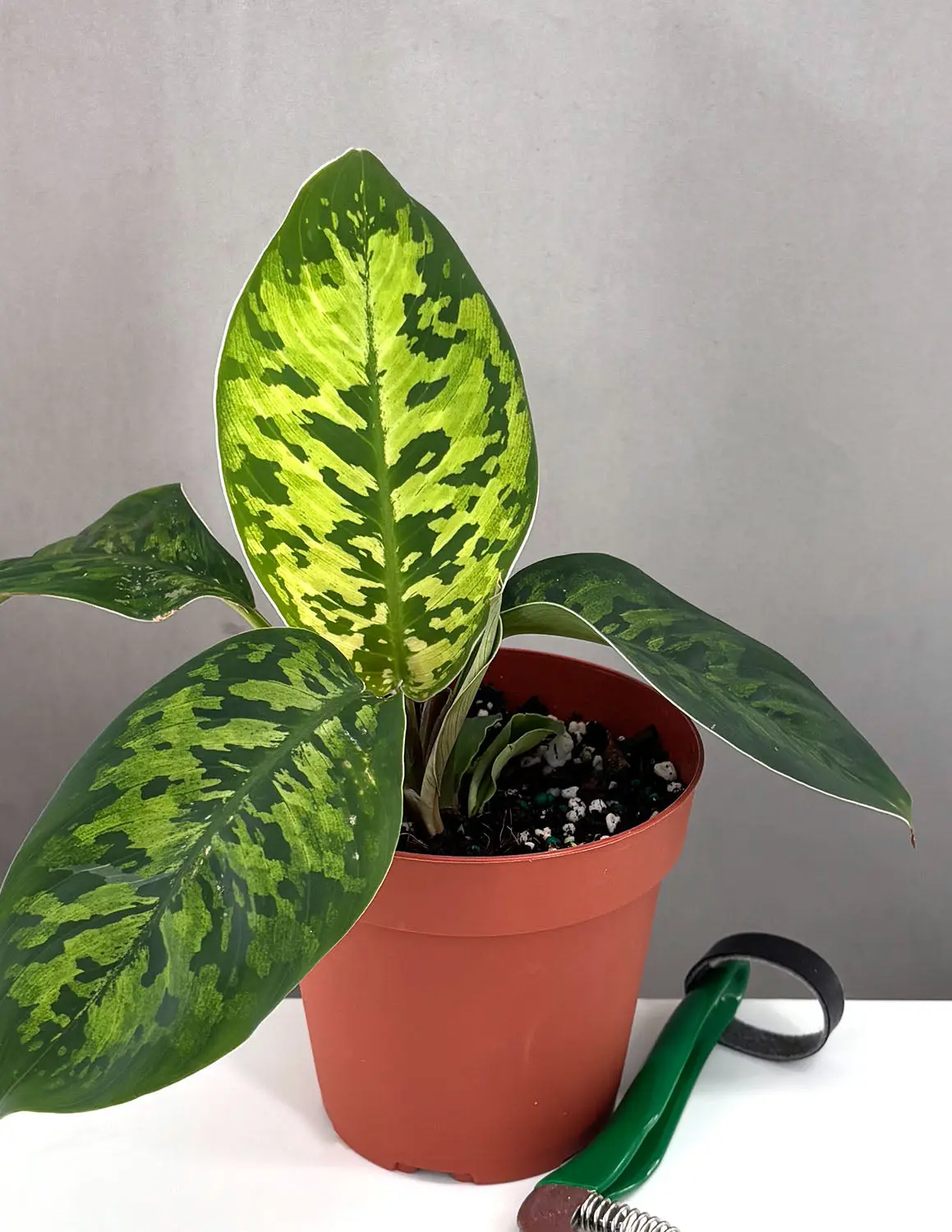 Homalomena Camouflage