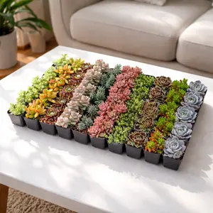 Bulk Assorted Succulents Bulk Assorted Succulents