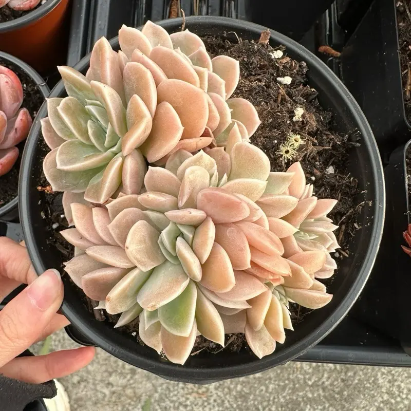 low light succulents - TikTok Shop