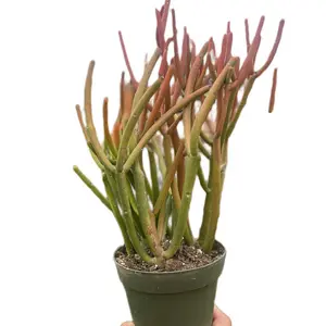 4” Firestick Pencil Cactus Easy To care For Outdoor sculpture