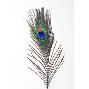 Peacock Feather Cat Toy
