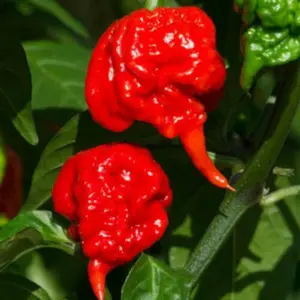 Lot Of 3 Carolina Reaper Super Hot Pepper Live Plant (75+ Days Old) ship BARE ROOTS