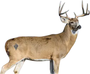 2D Whitetail "Willy" Broadside Target