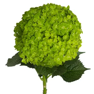 Emerald Hydrangea - Green
