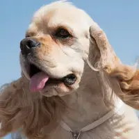 background preload poster image 