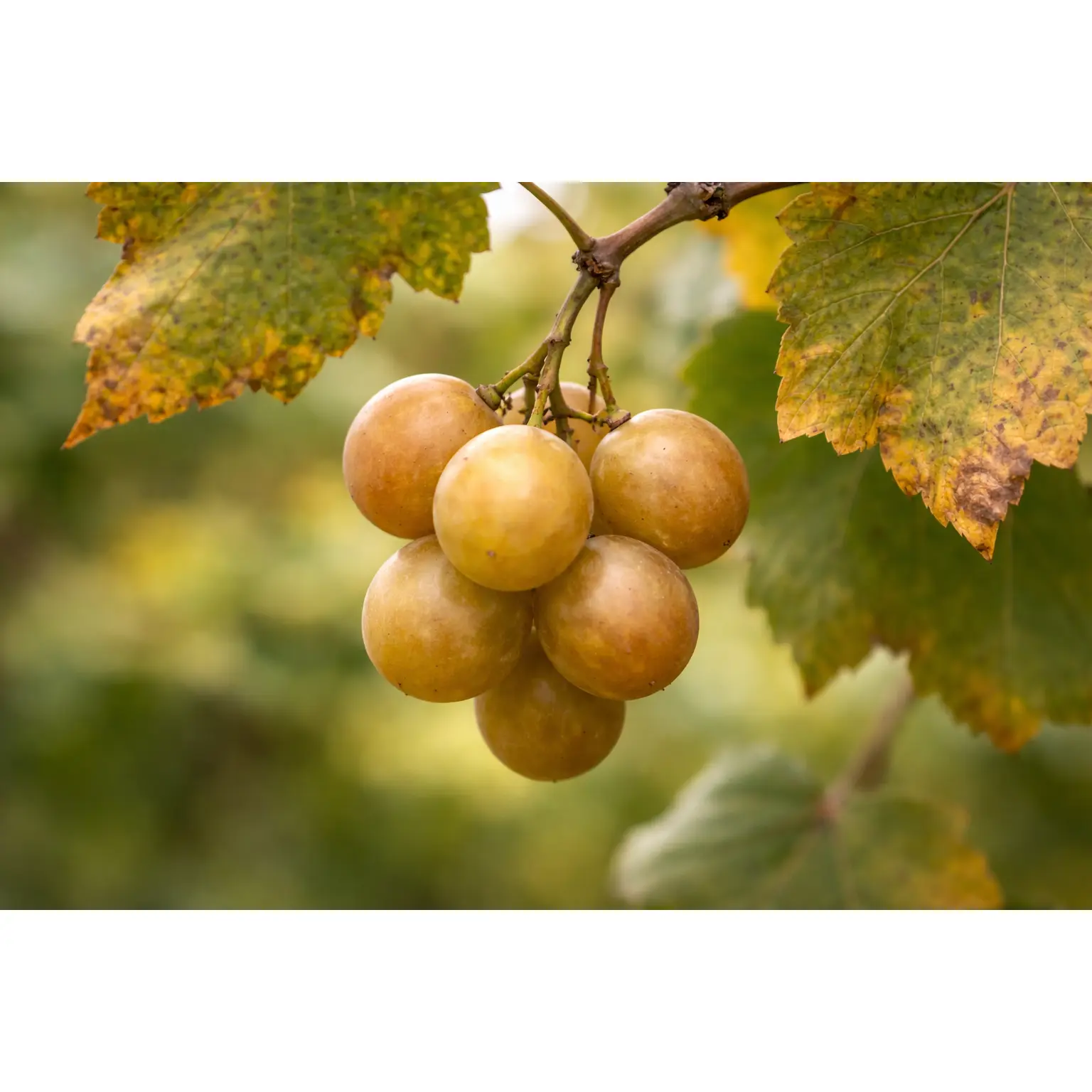 Late Fry Muscadine Grape Vine – 2-Year Bare Root Grape Plants – Produces Sweet, Bronze Grapes – Vigorous & Productive Vine – From Hand Picked Nursery