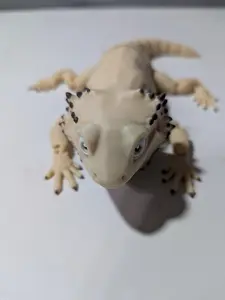 Articulated Bearded Dragon