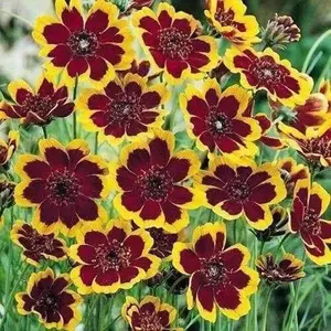 Cosmidium Seeds - Chocolate Flowers, Yellow and Red, Ideal for Gardening, Versatile Flowering Plant