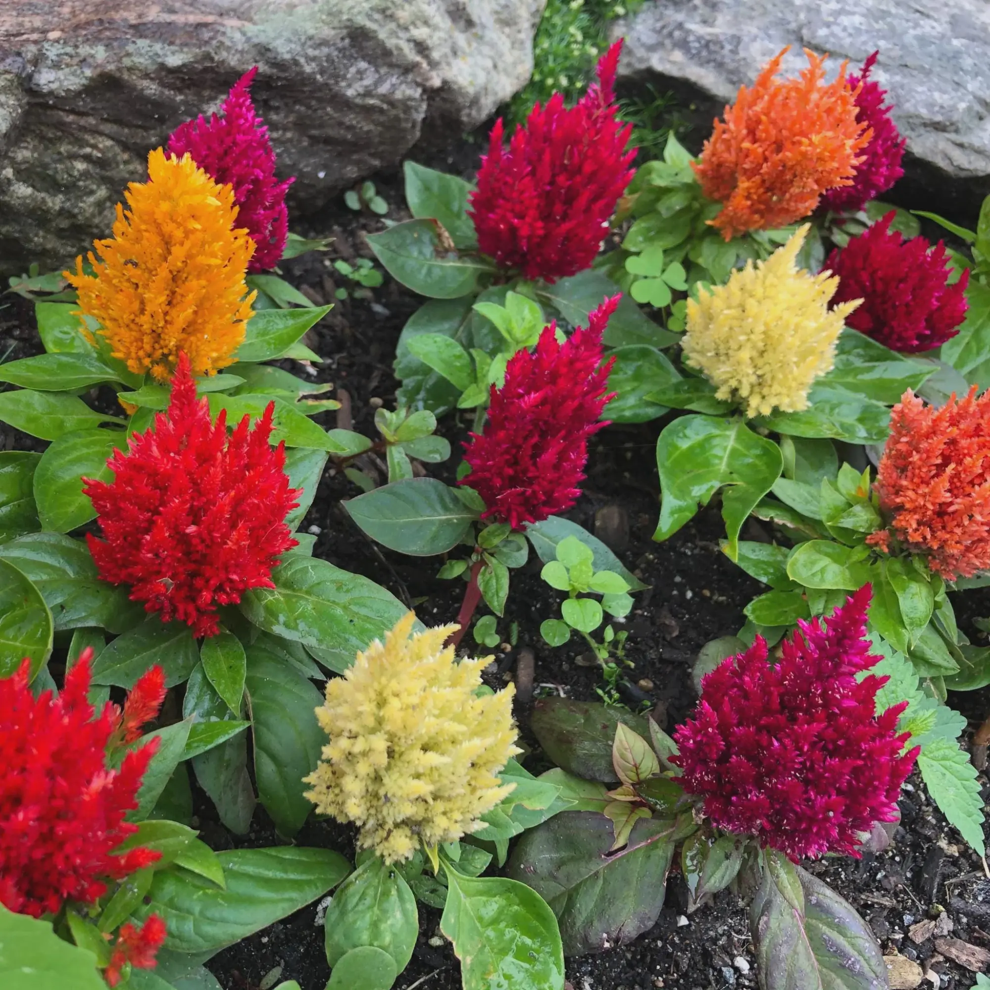Pampas Plume Mix Celosia Seeds