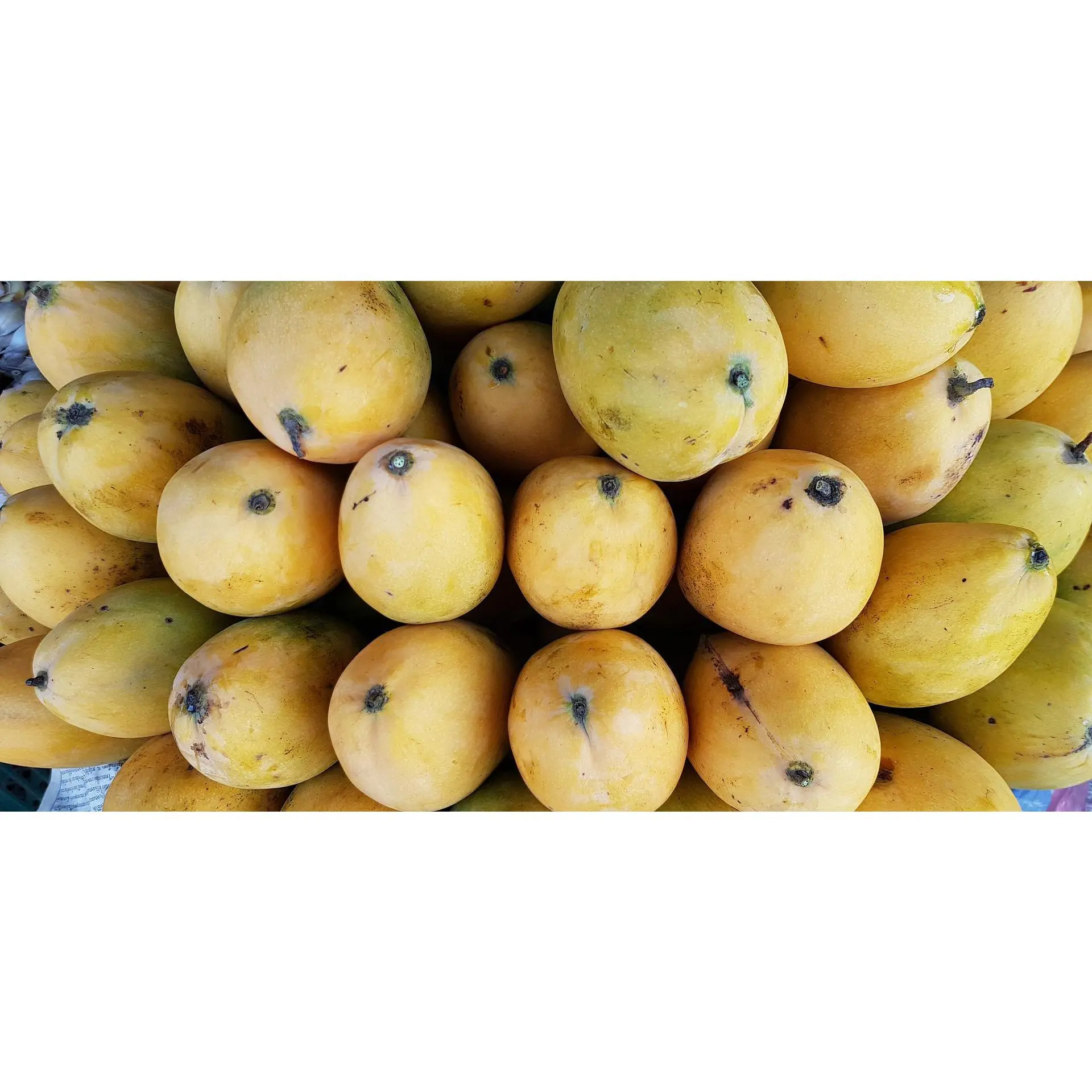 Philippine Carabao Mango Live Seedling Plant - Organic Mangifera Indica, Exceptionally Sweet Polyembryonic Variety, Green Undertones, Soft Melting Quality, Full Sun Requirement, Strongly Scented Home Garden Supplies
