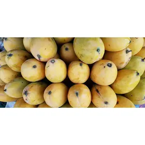 Carabao Philippine Mango Seedling Live Plant