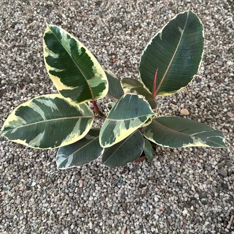 Ficus Tineke 6 in pot plant rubber plant