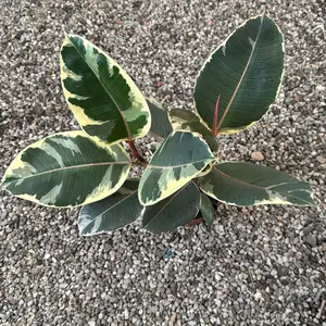 Ficus Tineke 6 in pot plant rubber plant